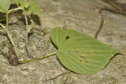 Peperomia hobbitoides